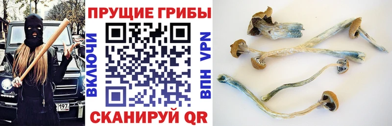 Псилоцибиновые грибы мухоморы  закладки  Медынь 